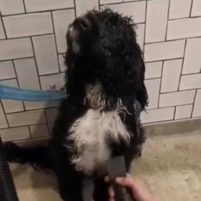 O banho do Fausto Mendes